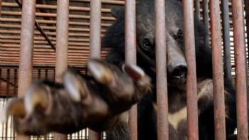 Corea del Sur pondrá fin a la cría de osos y a la extracción de su bilis