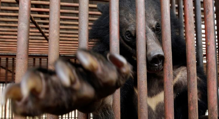 Corea del Sur pondrá fin a la cría de osos y a la extracción de su bilis