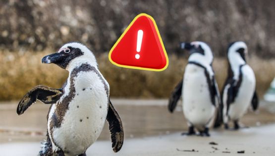 Nuevas investigaciones revelan por qué murieron miles de pingüinos africanos en Sudáfrica