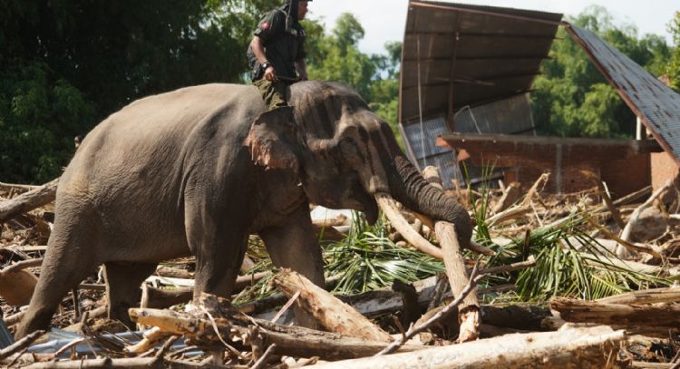 Suman 961 los muertos por las inundaciones en el oeste de Indonesia