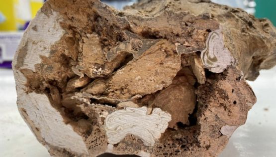 Identifican materia orgánica original en huesos de dinosaurio