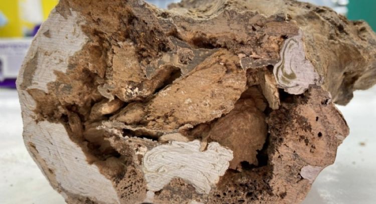 Identifican materia orgánica original en huesos de dinosaurio