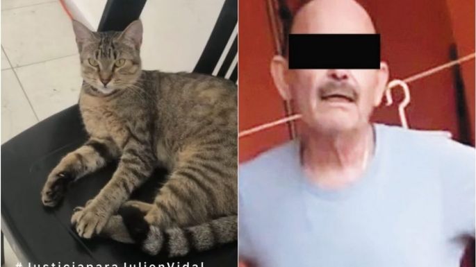 Dictan prisión preventiva a sujeto que asesinó a la gatita "Julien"