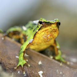 Científicos esperan que ranas de Darwin salven su especie