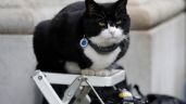 Foto ilustrativa de la nota titulada: El diplomático felino de Reino Unido tiene un trabajo nuevo y “purr-fecto”