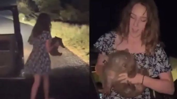 Influencer estadunidense que arrebató una cría de wombat a su madre en Australia se disculpa (Video)