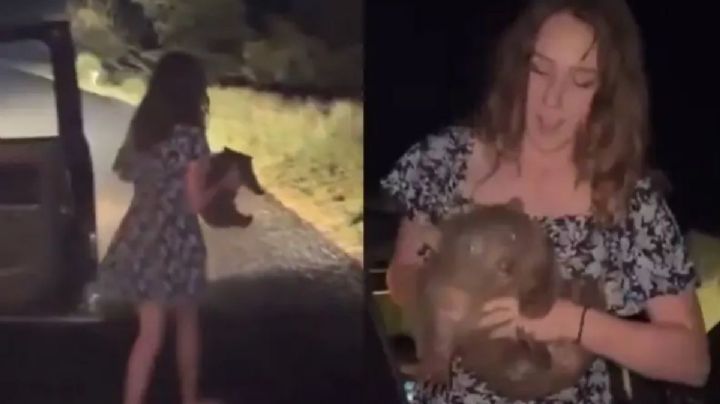 Influencer estadunidense que arrebató una cría de wombat a su madre en Australia se disculpa (Video)