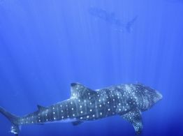 La búsqueda para descubrir el lugar de apareamiento del tiburón ballena, el pez más grande del mundo