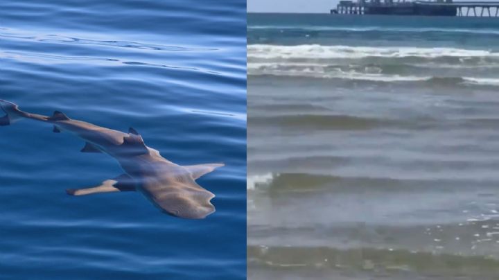 Joven muere tras ataque de tiburón durante sus vacaciones frente a turistas (VIDEO)