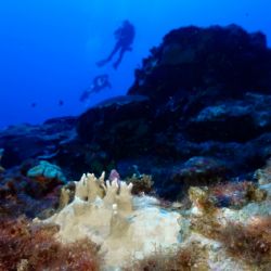 El 84% de los arrecifes de coral del mundo están afectados por el peor blanqueamiento de la historia