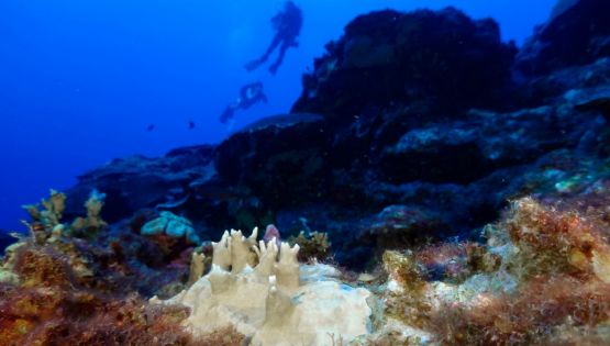 El 84% de los arrecifes de coral del mundo están afectados por el peor blanqueamiento de la historia