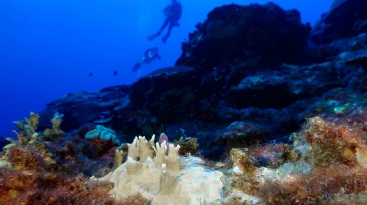 El 84% de los arrecifes de coral del mundo están afectados por el peor blanqueamiento de la historia