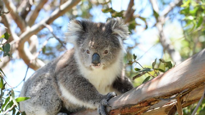 Por qué Australia sacrificó 750 koalas desde helicópteros con francotiradores
