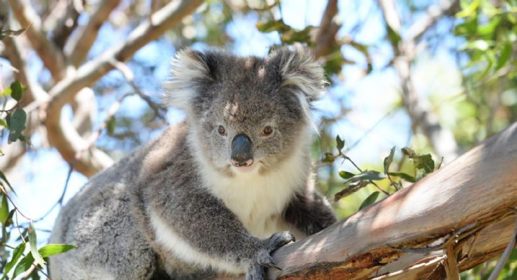 Por qué Australia sacrificó 750 koalas desde helicópteros con francotiradores