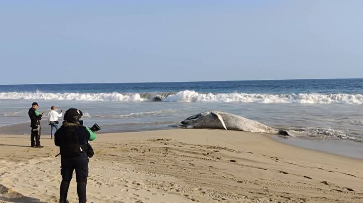 Cría de ballena jorobada muere en costas de Guerrero tras quedar atrapada en redes de pesca