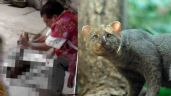 Foto ilustrativa de la nota titulada: Asesinan en Chiapas a un jaguarundí, especie en peligro de extinción; lo confunden con un nahual