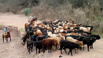 México previó una crisis por el gusano barrenador, pero el gobierno de AMLO no actuó a tiempo