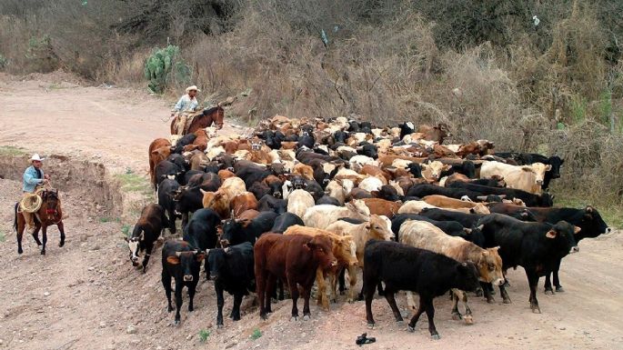 México previó una crisis por el gusano barrenador, pero el gobierno de AMLO no actuó a tiempo