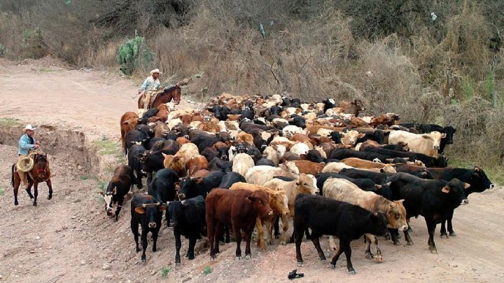 México previó una crisis por el gusano barrenador, pero el gobierno de AMLO no actuó a tiempo