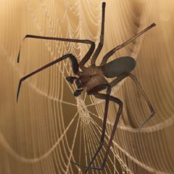 ¿Cuántas especies de araña violinista hay en México?
