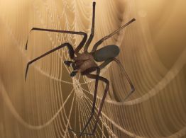 ¿Cuántas especies de araña violinista hay en México?