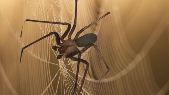 ¿Cuántas especies de araña violinista hay en México?