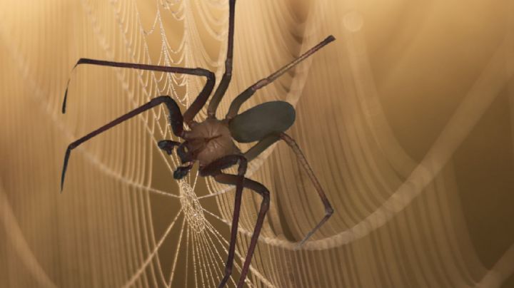 ¿Cuántas especies de araña violinista hay en México?