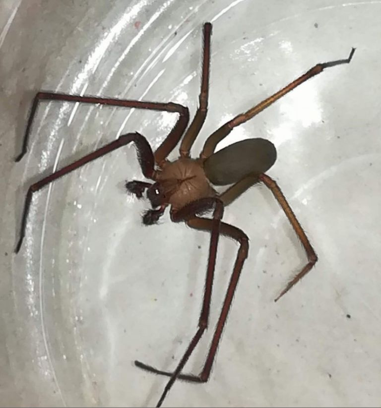 Cuántas especies de araña violinista hay en México