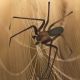 ¿Cuántas especies de araña violinista hay en México?