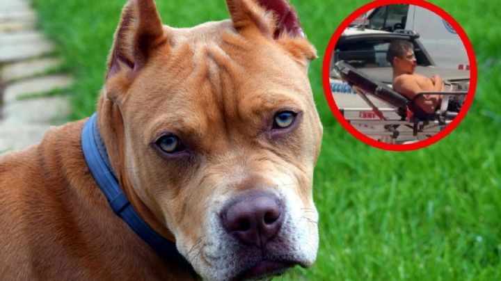 Hombre es atacado por sus perros pitbull; vecinos denuncian criadero y peleas clandestinas