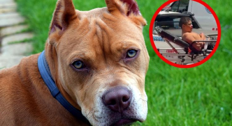 Hombre es atacado por sus pitbull; vecinos denuncian criadero y peleas clandestinas