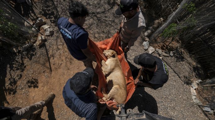 Tigres, jaguares o elefantes también huyen de la violencia de los cárteles