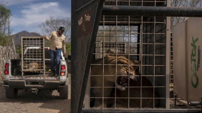 Tigres, jaguares o elefantes también huyen de la violencia de los cárteles