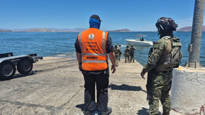 Rescatan a ballena jorobada que estaba enmallada en redes de pesca en Baja California (Video)