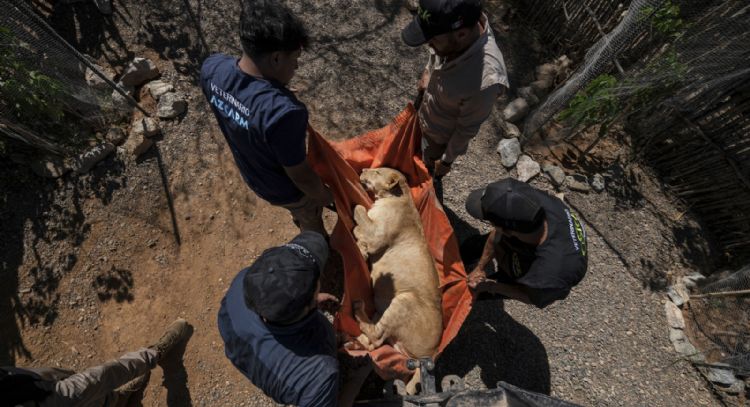 Tigres, jaguares o elefantes también huyen de la violencia de los cárteles