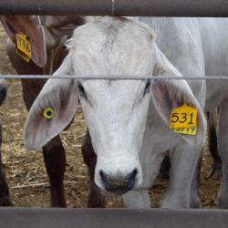 Advierten pérdidas anuales por 700 millones de dólares por gusano barrenador