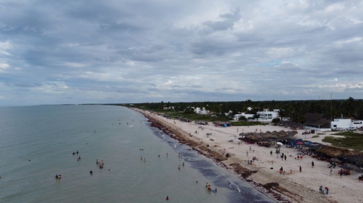 Sargazo alcanzará niveles sin precedentes en playas mexicanas este año: advierte la UNAM