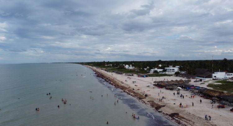Sargazo alcanzará niveles sin precedentes en playas mexicanas este año: advierte la UNAM