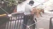 Foto ilustrativa de la nota titulada: Rescatan a tres perros víctimas de maltrato animal en alcaldía Álvaro Obregón (Video)