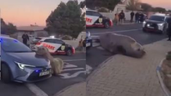 Elefante marino aparece deambulando por una calle de Sudáfrica