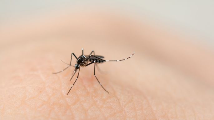 Cruz Roja lanza campaña contra el dengue