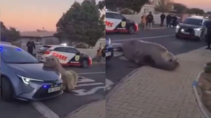 Elefante marino aparece deambulando por una calle de Sudáfrica