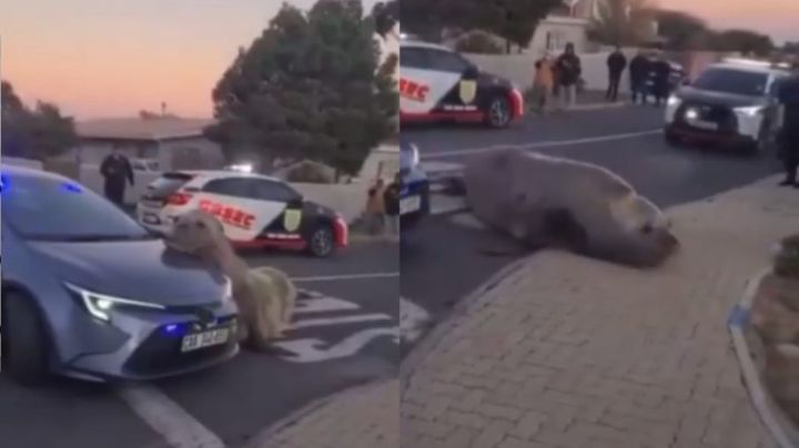 Elefante marino aparece deambulando por una calle de Sudáfrica