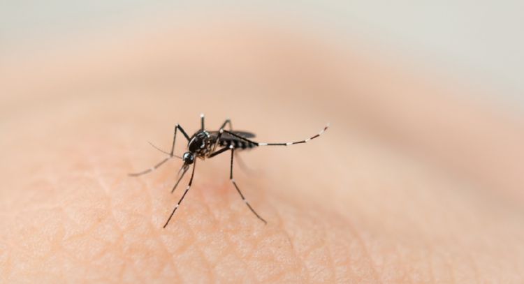 Cruz Roja lanza campaña contra el dengue