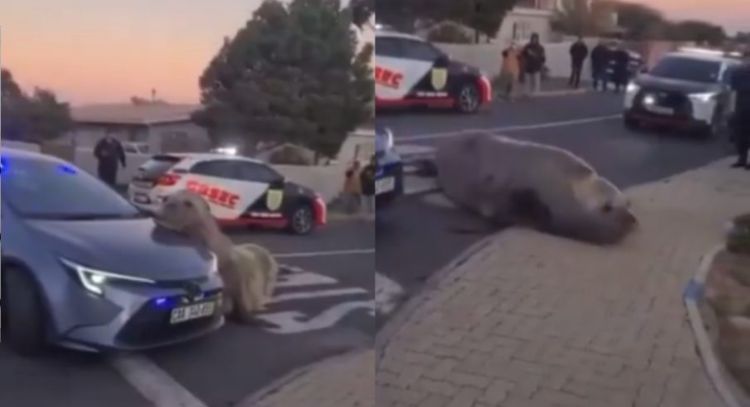 Elefante marino aparece deambulando por una calle de Sudáfrica