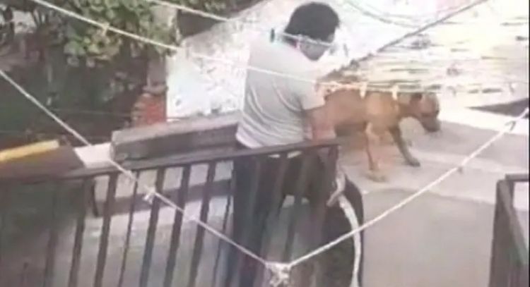 Rescatan a tres perros víctimas de maltrato animal en alcaldía Álvaro Obregón (Video)