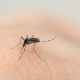 Cruz Roja lanza campaña contra el dengue