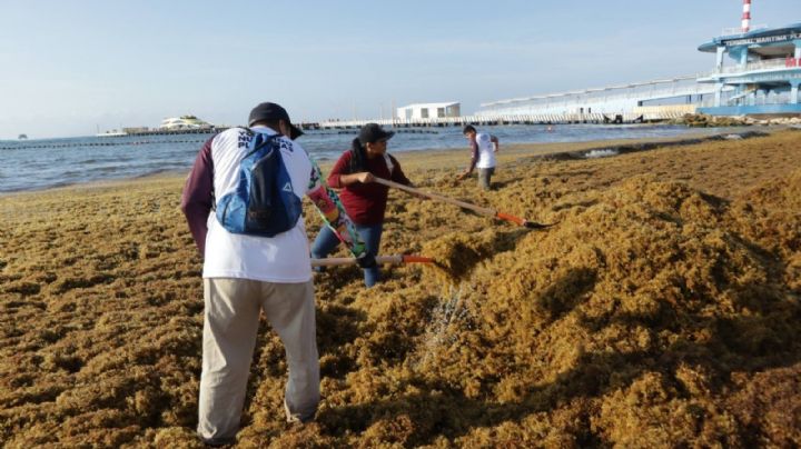 Se reactiva el arribo de sargazo a los destinos turísticos de Quintana Roo