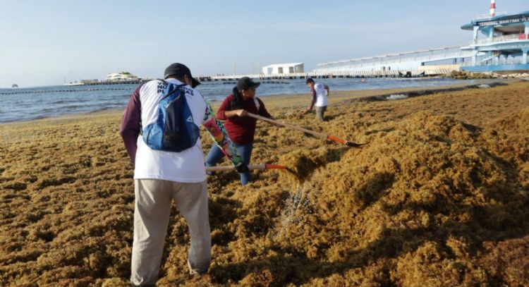 Se reactiva el arribo de sargazo a los destinos turísticos de Quintana Roo