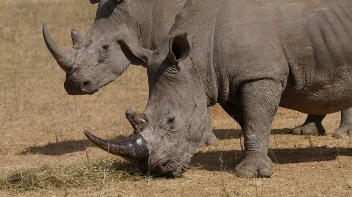 Los cazadores furtivos han matado más de 100 rinocerontes en Sudáfrica en los primeros meses de 2025